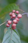 Carolina buckthorn